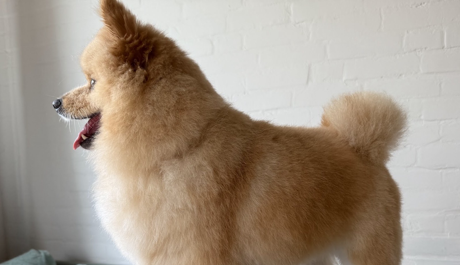 Pomeriaan met een rond getrimde vacht en krulstaart, staand voor de witte bakstenen muur van de salon