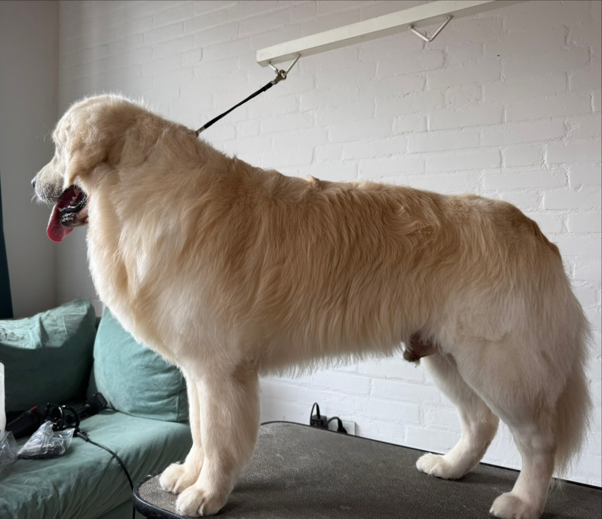 Golden retriever met een frisse, glanzende vacht op de trimtafel