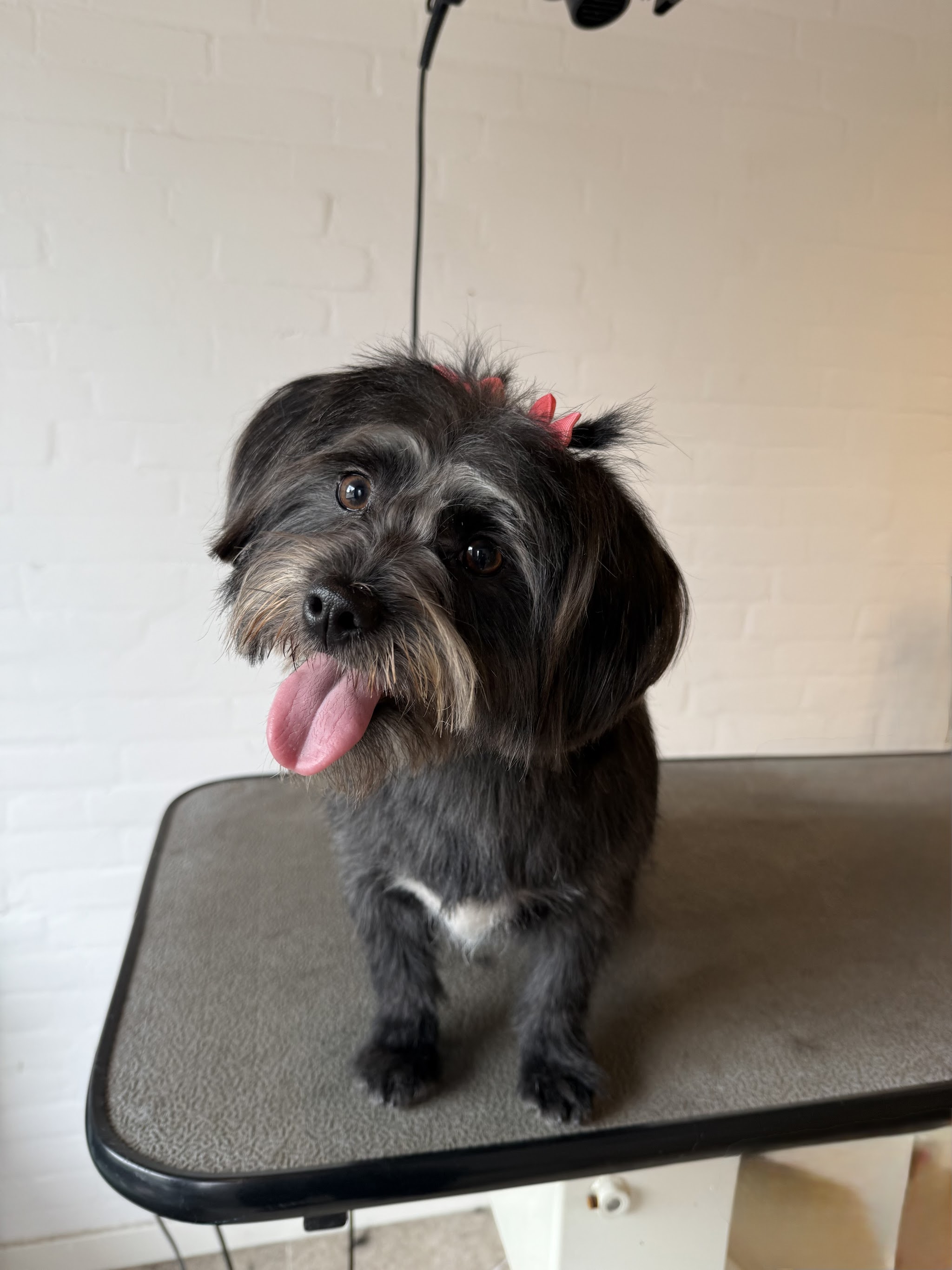 Kleine zwartgrijze hond met een rood strikje op de trimtafel, net klaar