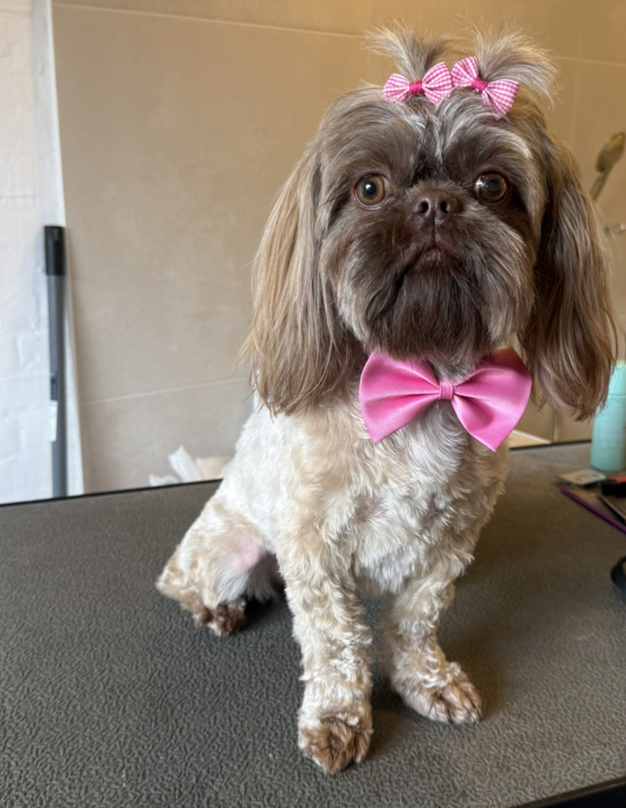 Shih tzu met een roze strik in de vacht en een roze strikje om de nek, na de trimbeurt
