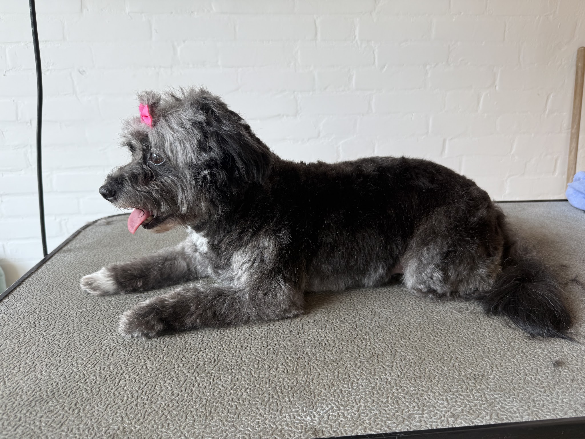 Grijze hond met een roze strikje ligt ontspannen op de trimtafel